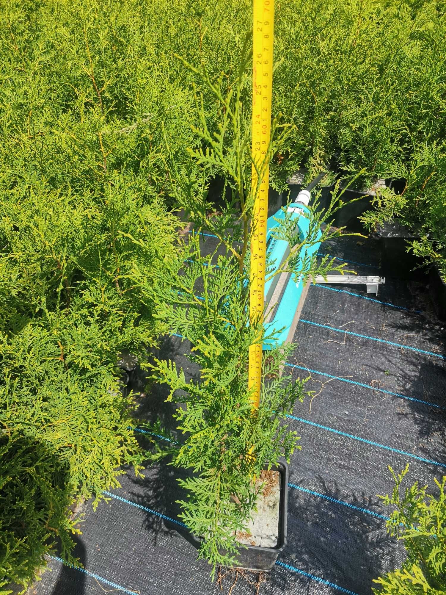 Thuja Brabant gęsty 7 sztuk doniczka gwarancja przyjęcia
