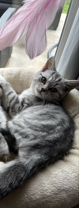 Kocurek brytyjski krótkowłosy whiskas