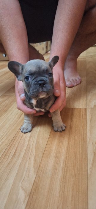 Продаються цуценята французького бульдога