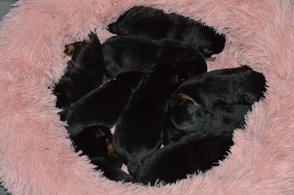 Rottweiler, rottweilery, szczeniak samiec ZKwP Poznań Rezerwacja