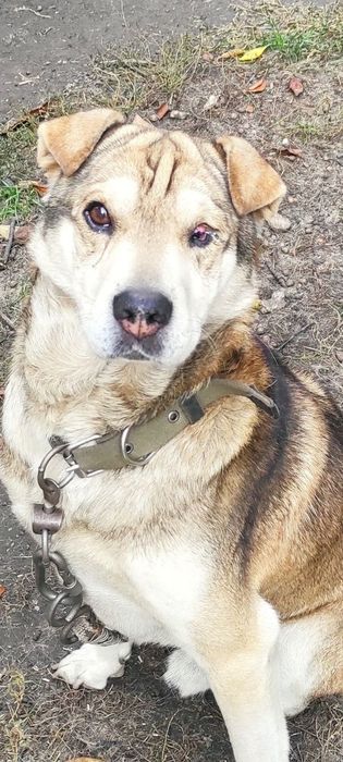 Отличный пес для охраны