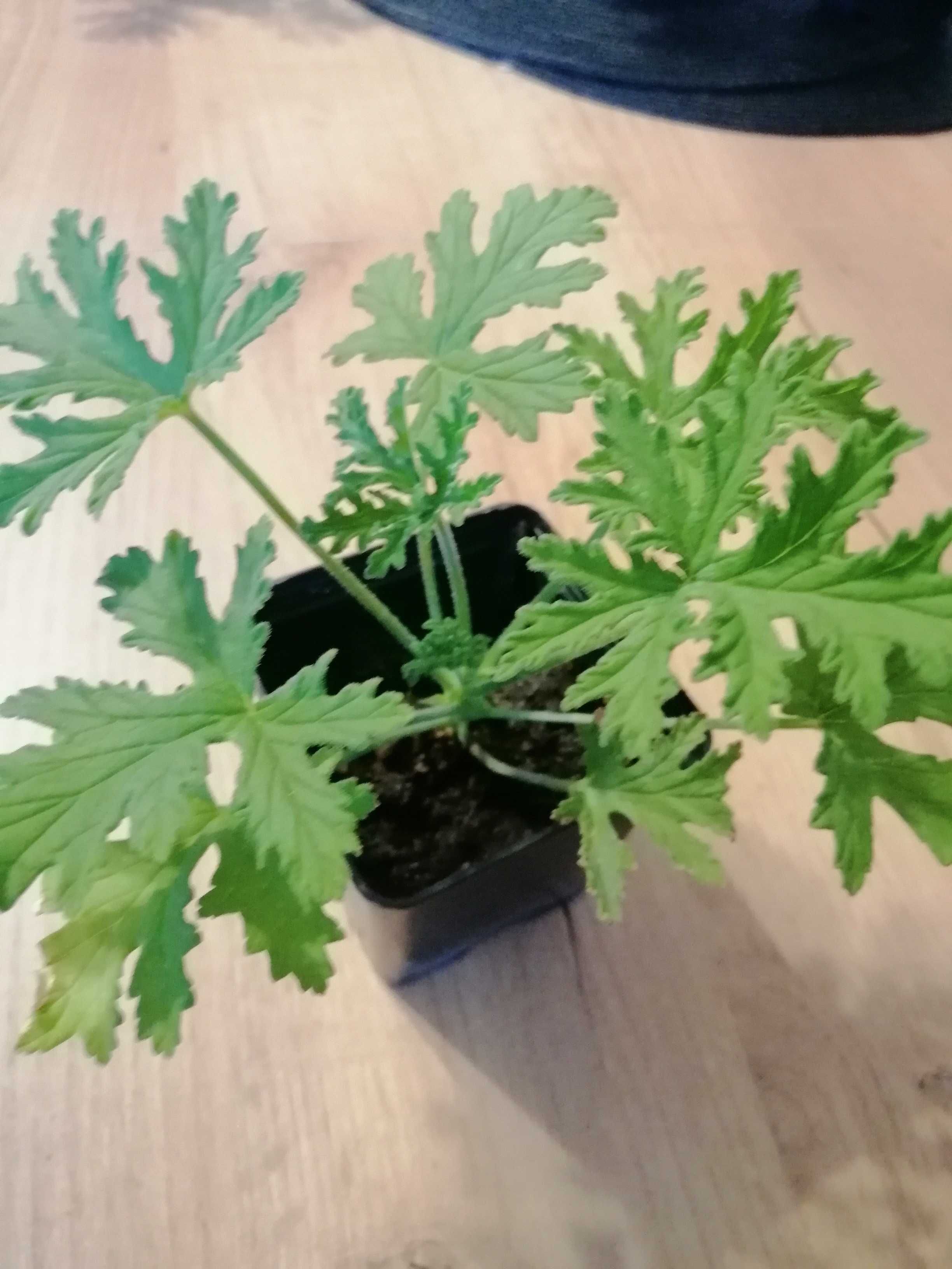 Geranium anginka