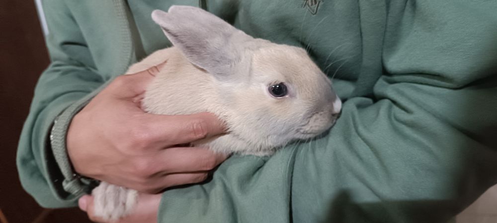 ADOÇÃO RESPONSÁVEL coelho anão