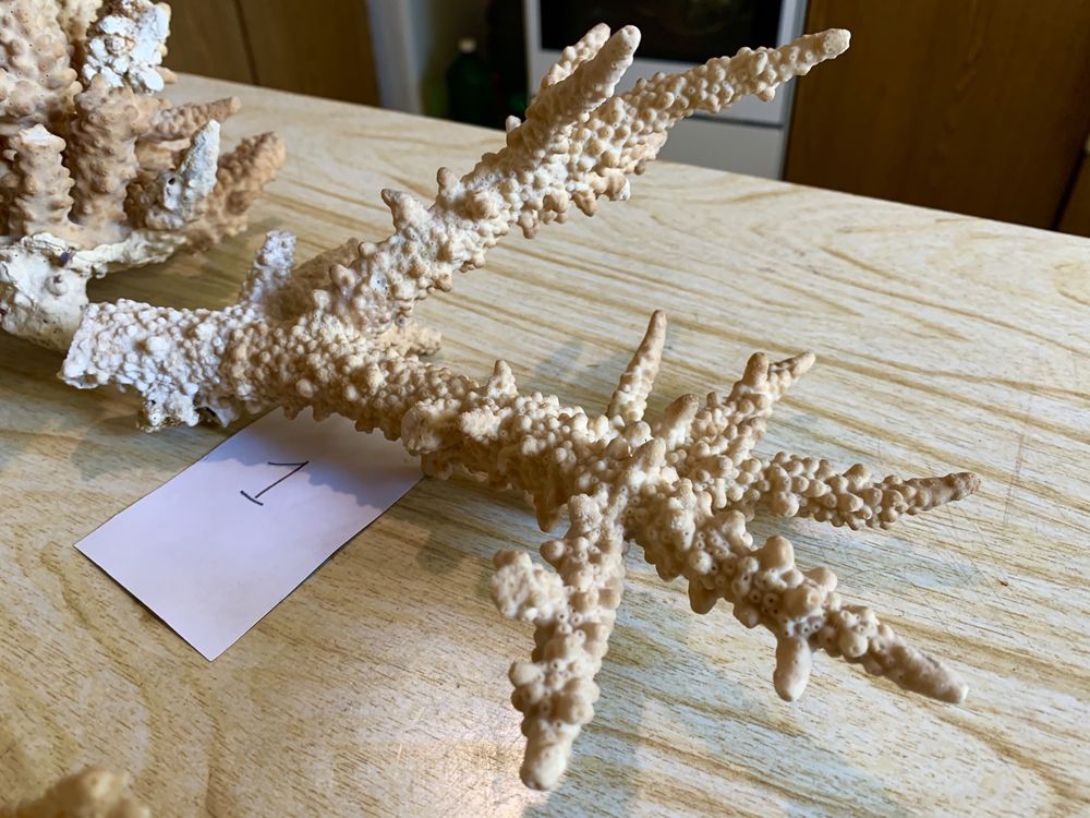 5 Кораллов 4 Ракушки поб.Красное море Джида