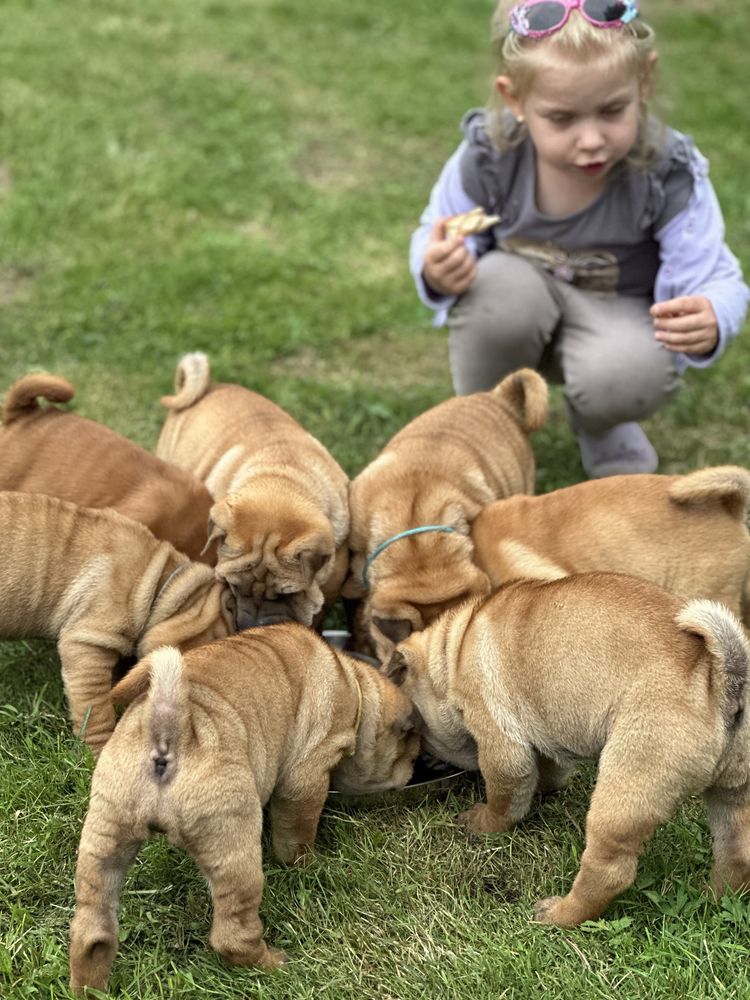 Shar pei wystawowe i nie tylko, z Rodowodem FCI