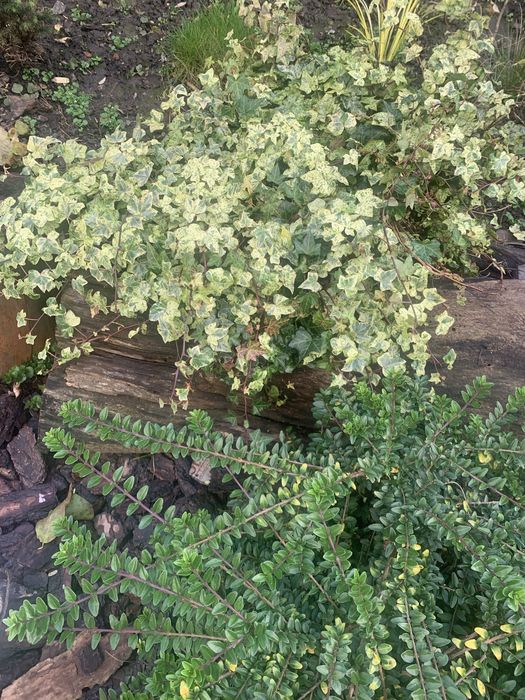 Вуличні строкаті плющі