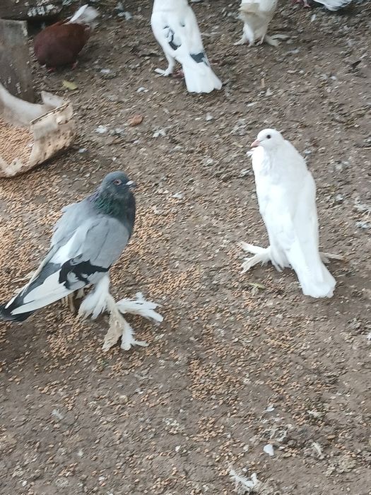 Gołąbki cukrówki i garłacze