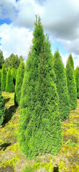 Thuja Smargad 260 cm