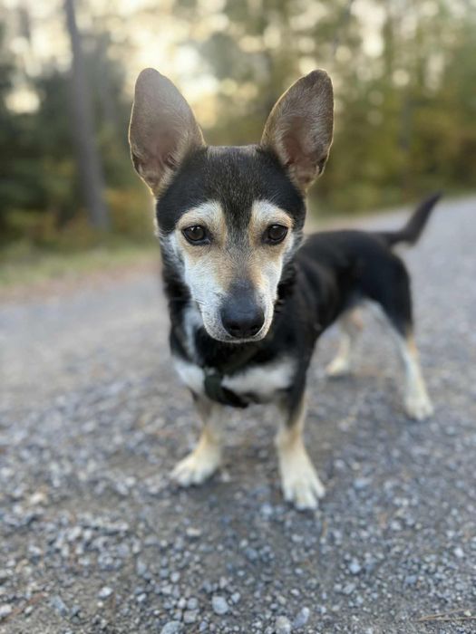 Mały Piesek do adopcji