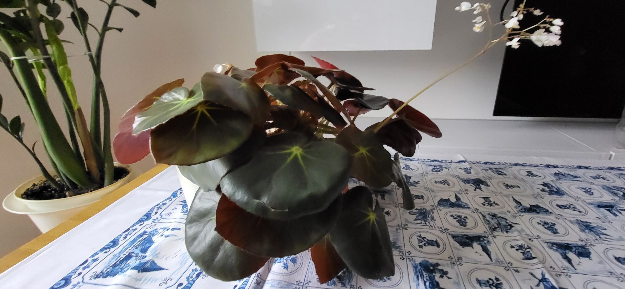 Begonia hydrocotylifolia ,,czerwonolistna