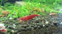 Camarão neocaridina red fire