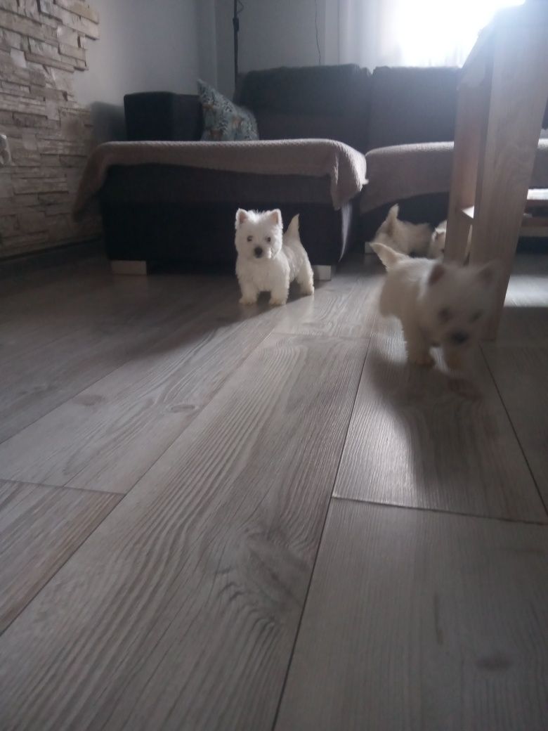 SUCZKA- West Highland Wbite Terrier
