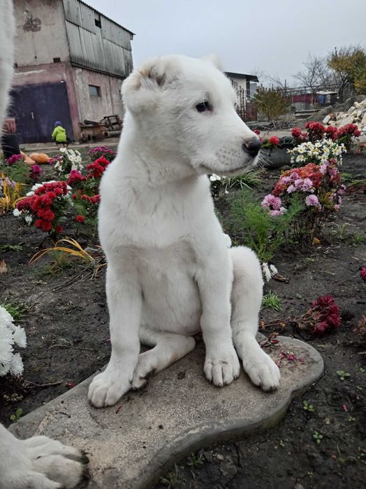 Продам дівчинка алабай