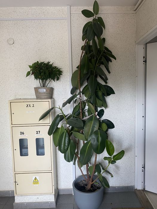 Fikus kwiat duży 200cm