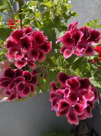 Королівська пеларгонія/ балконні квіти