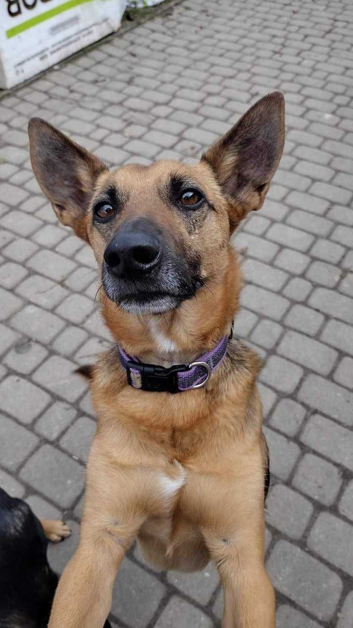 Puba - piękny, grzeczny, średniej wielkości pies szuka domu. Adopcja