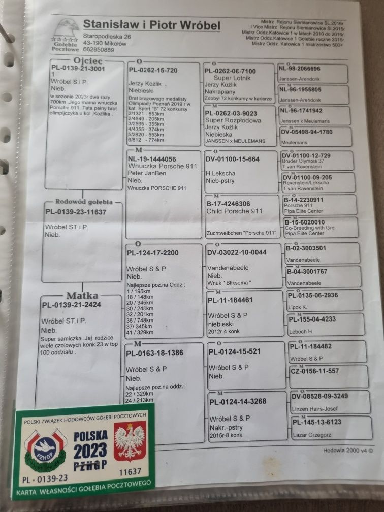 Gołębie pocztowe młode 2025! Krzysztof kokot!
