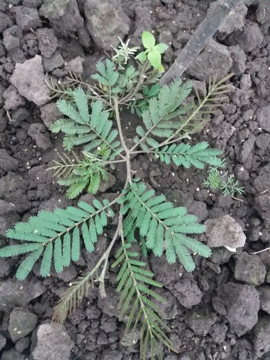 Продам семена мимозы (акация серебристая, acacia dealbata), не Китай!