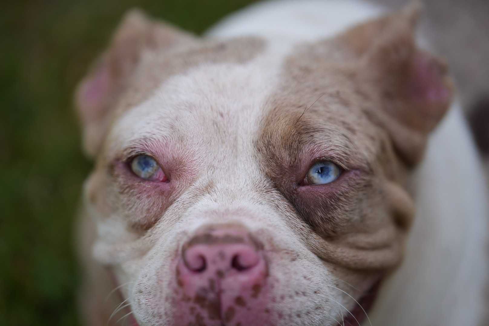 Suczka American bully choco merle