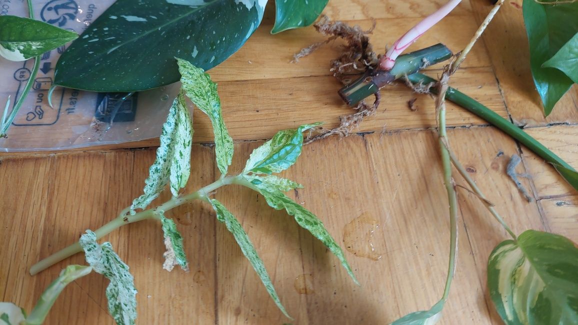Wyprzedaż, zestaw nr 2, pink princess, red anderson, Caramel, monstera