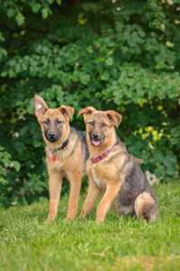 Kejsi i Kejra , szczeniaki w typie owczarka niemieckiego do adopcji