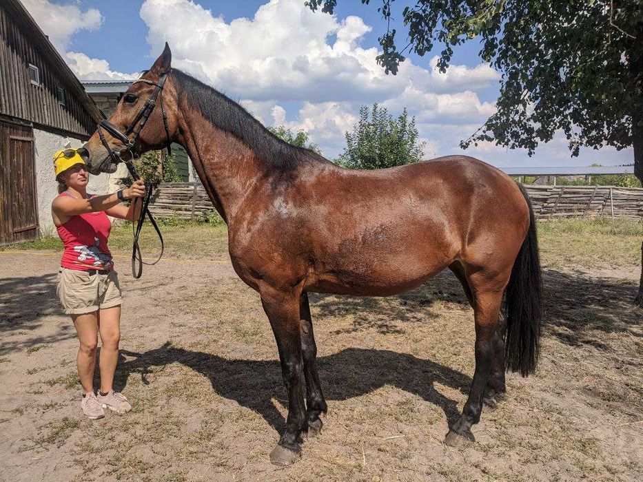 Продається кобила УВП 2007р.н.