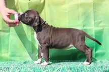 American Staffordshire Terrier Amstaff dziewczynka FCI