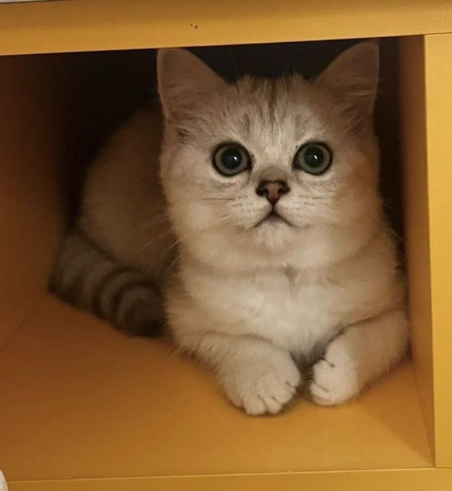 Кошенятко, срібної шиншили