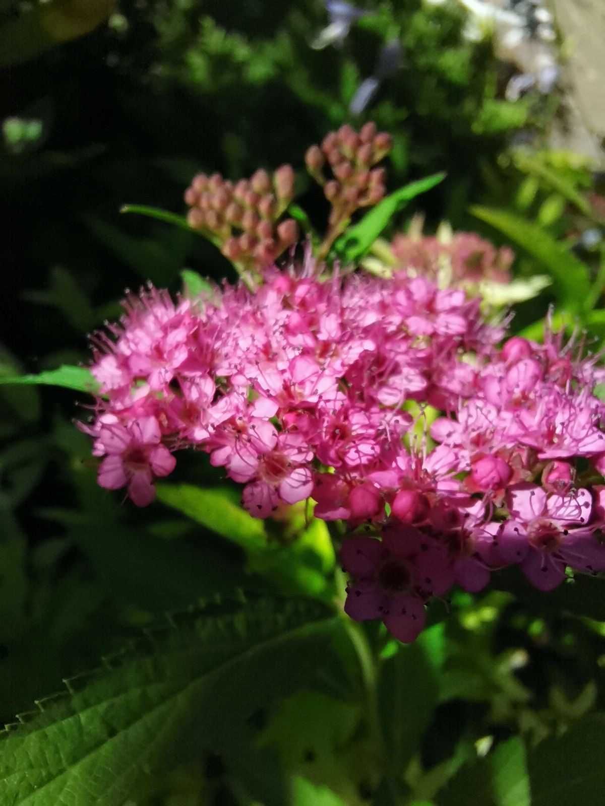 Спірея японська ,багаторічний чагарник