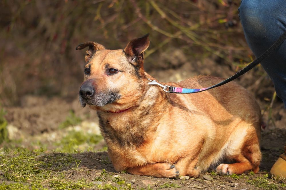 Amol uroczy psiak szuka domku