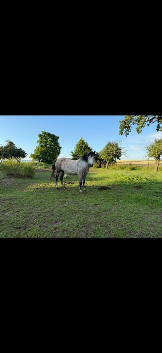 Klacz kuc felinski zazrebiona