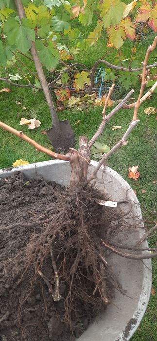 Продам 2хрічні саджанці винограду