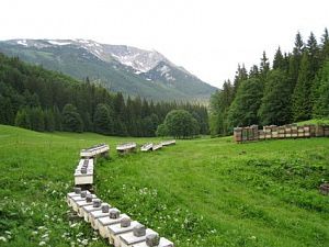 Пчеломатки Карніка Латбуш (Latbush F-1) бджоломатки, плідні.
