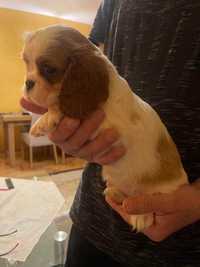 Cavalier King Charles Spaniel- piękna suczka