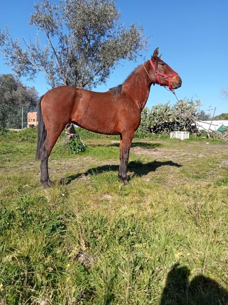 Vendo ou troco uma poldra