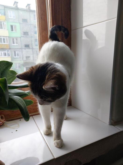 Віддам кішку в добрі руки