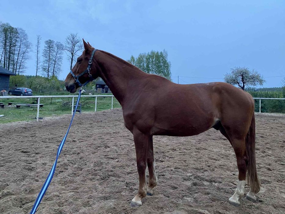 Wałach  kasztanowaty SF