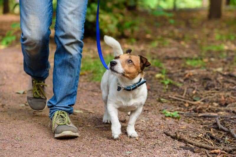 Faço petsitting e petwalking