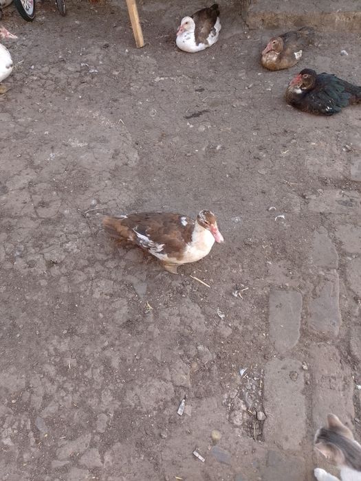 Индоутка 150 гр пив рок утка без жыру