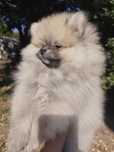Spitz anão/Lulu Pomerânia