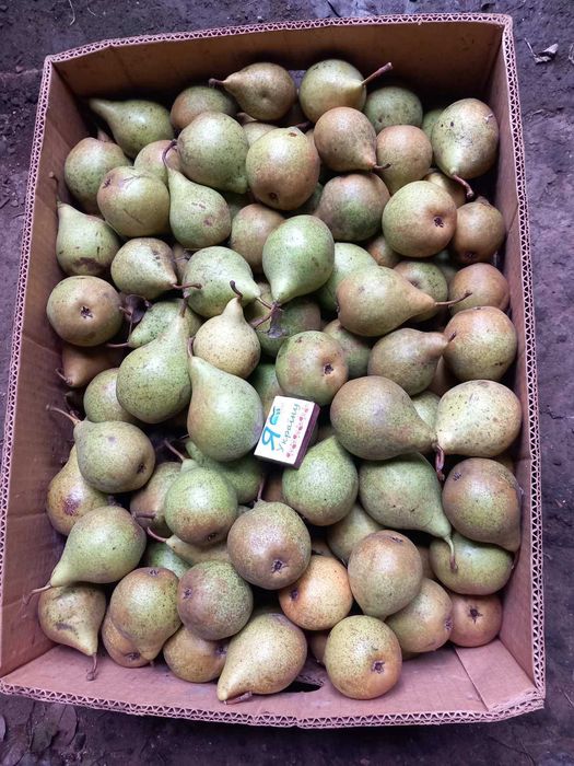 продам груша листопадова (ноябрська)
