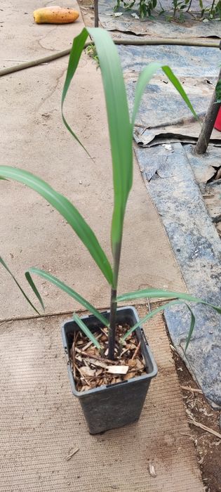 Planta de cana de açúcar