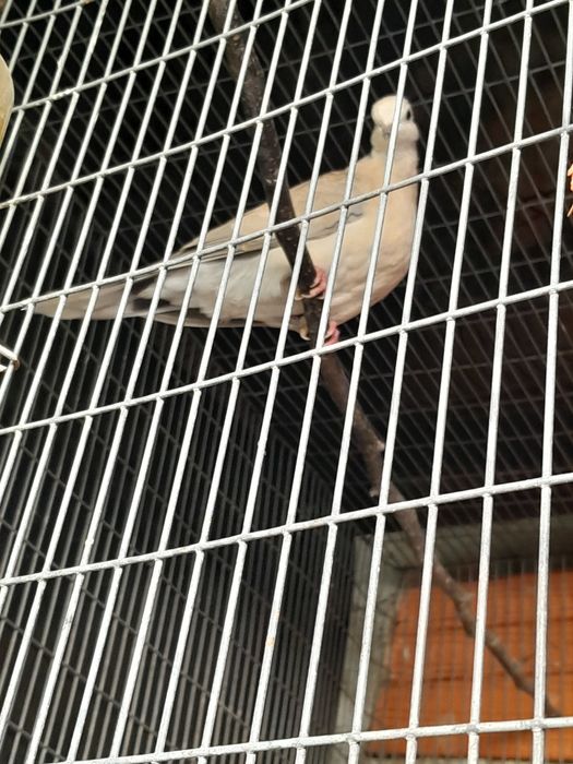 Casal de rolas de colar