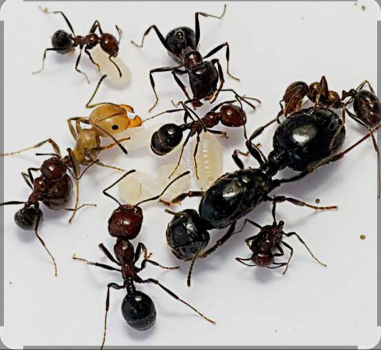 Муравьи Жнецы "Messor Structor"