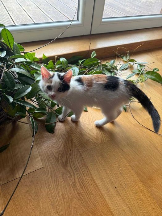 Uroczy malutki kotek szuka kochającego domu!