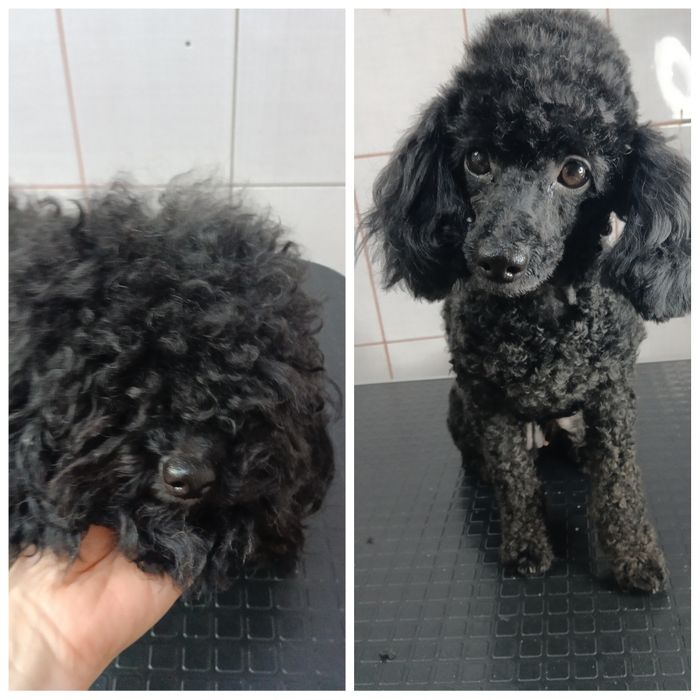 Стрижка собак та котиків