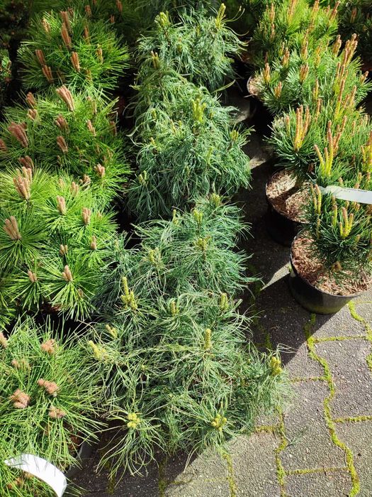 Туя Смарагд.Ялівець БлюАроу.Кора Соснова,Магнолії,Ялинки, Сосни,Піхти.