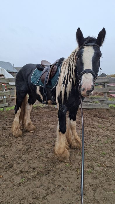 Ogier tinker stanówka