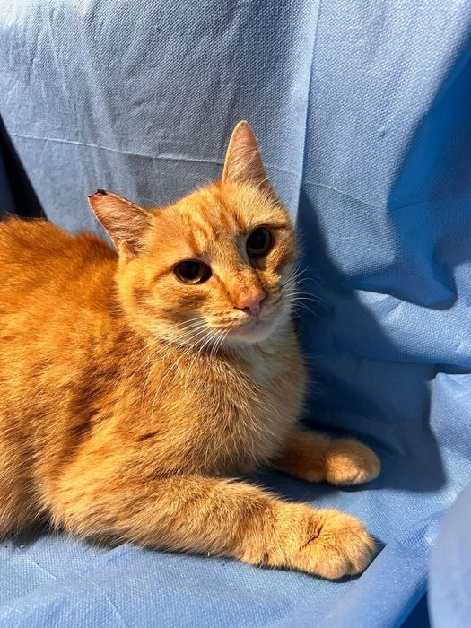 „Ruda” do adopcji