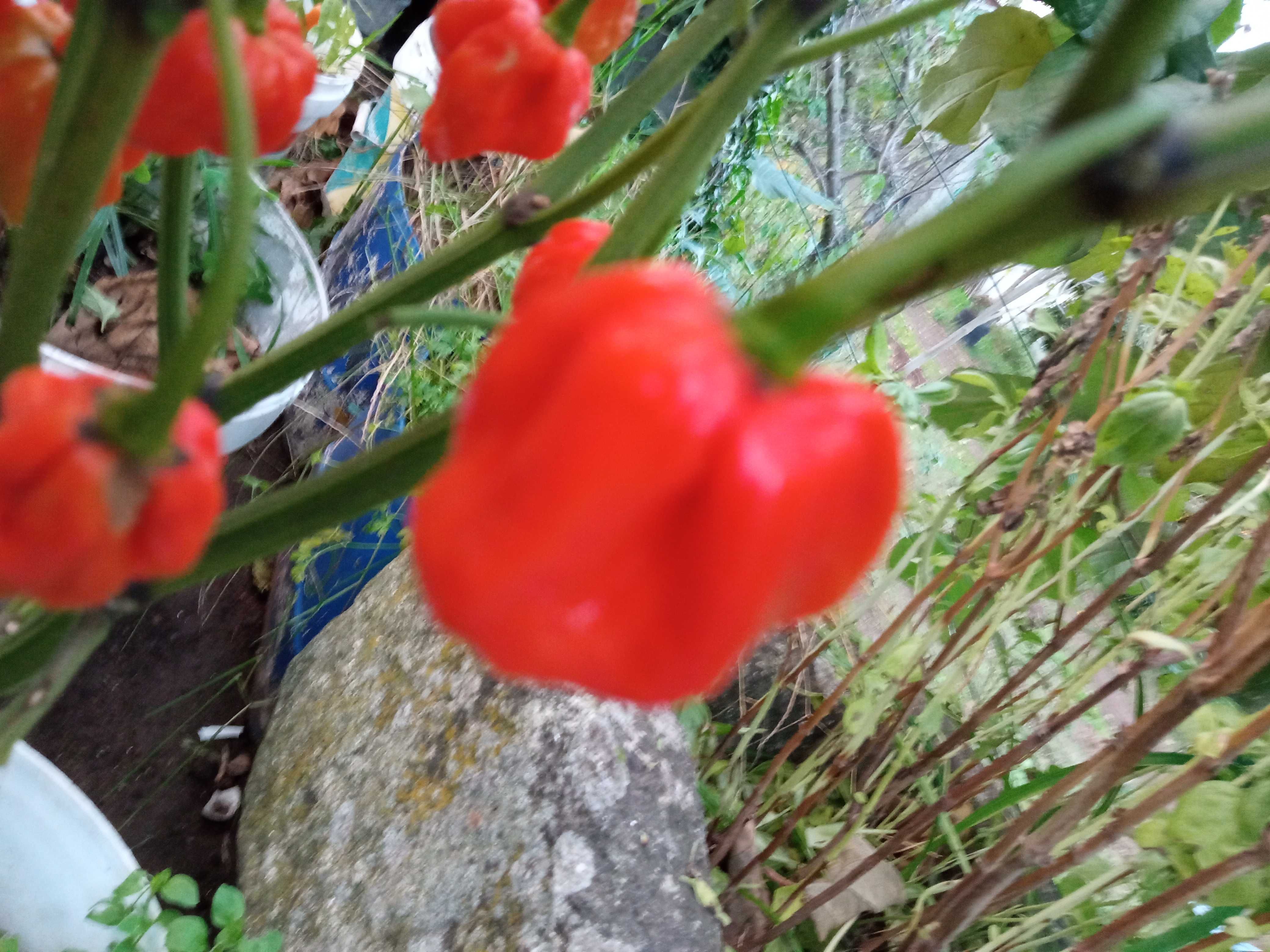 Sementes de malaguetas Carolina reaper a mais picante do mundo.